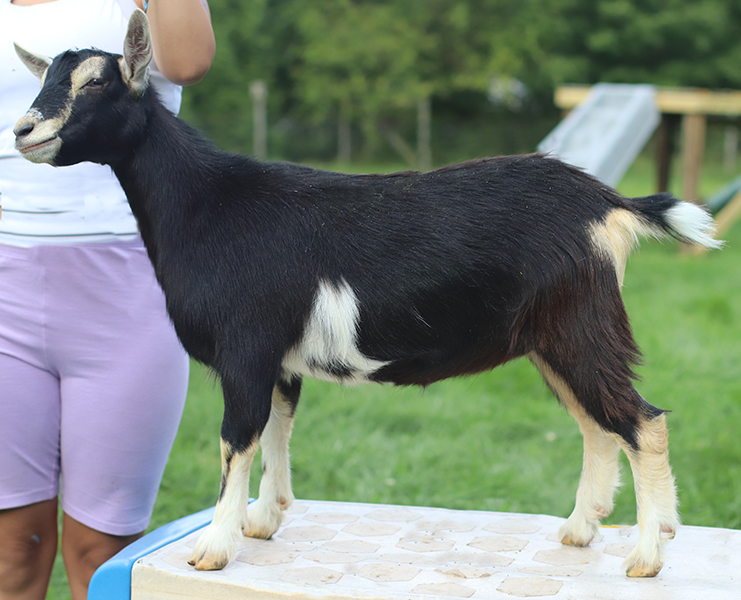 Lesperance Genuine Risk